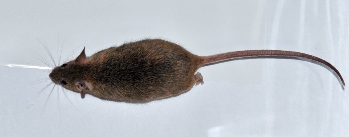 Пушистохвостая Песчанка