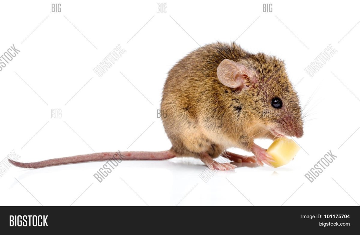 Mus musculus домовая мышь