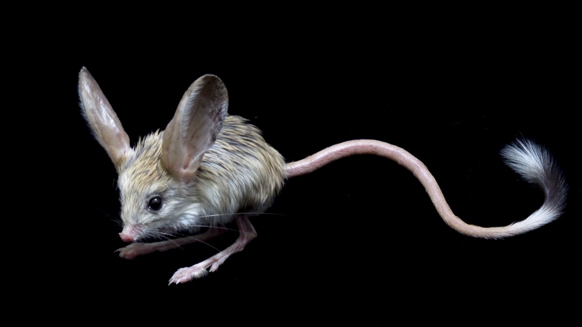 Тушканчик домашний