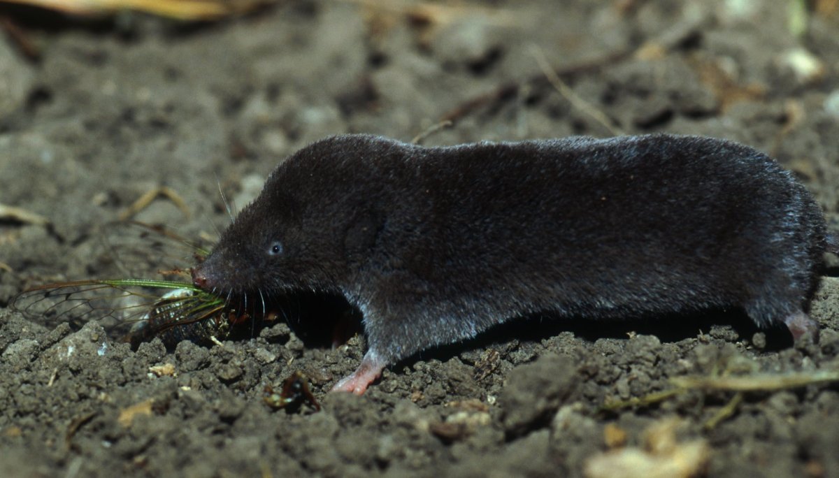 Средняя бурозубка