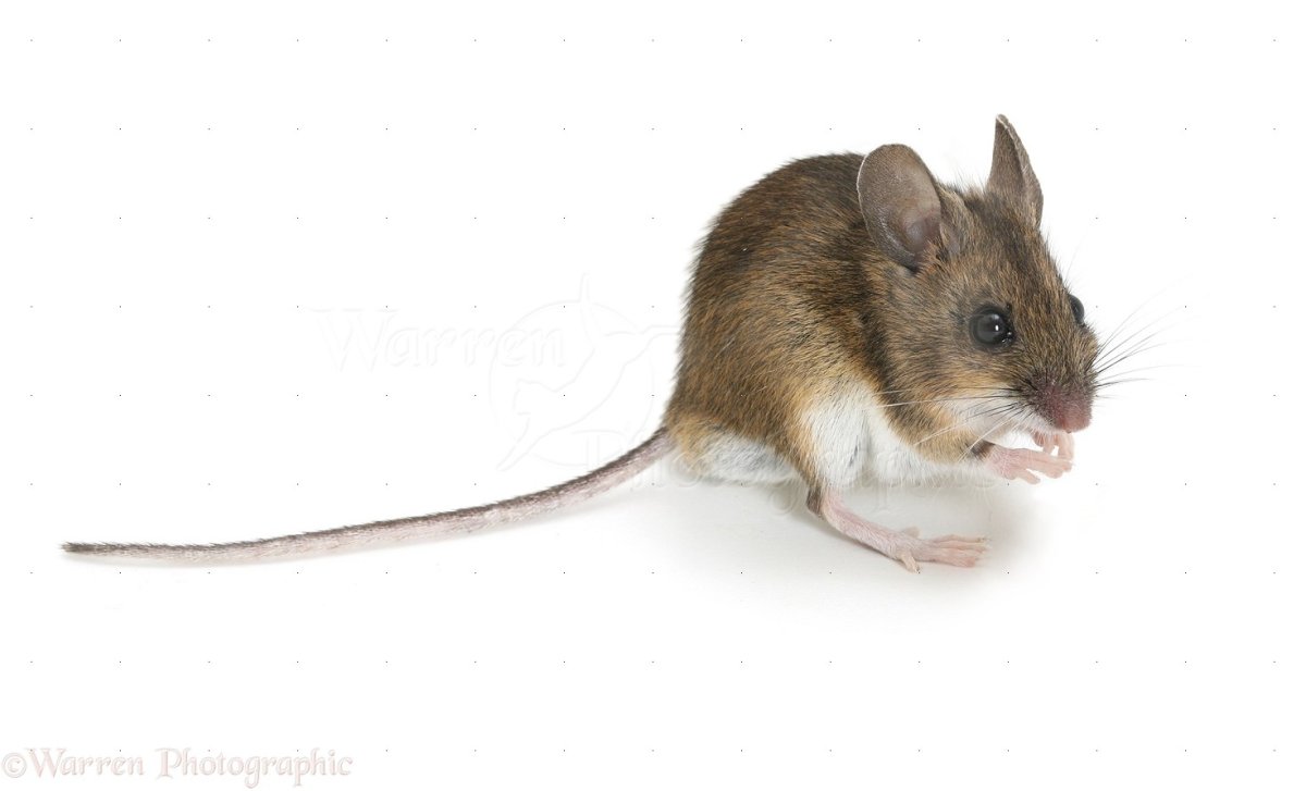 Мышь на длинных лапках