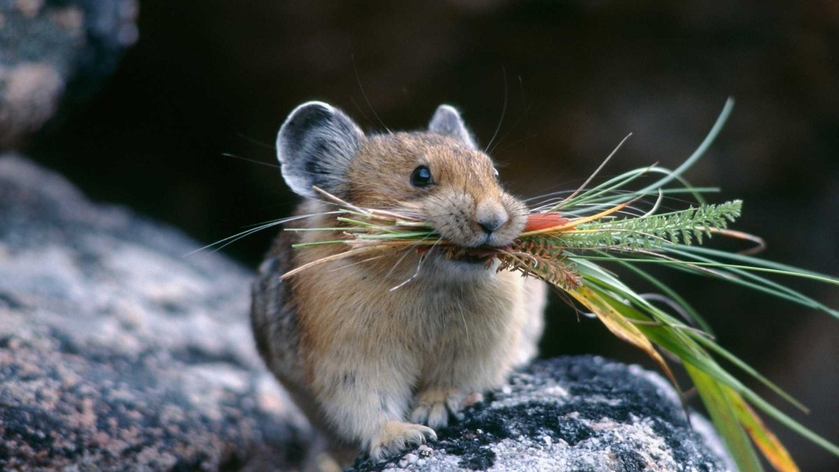 Монгольская пищуха