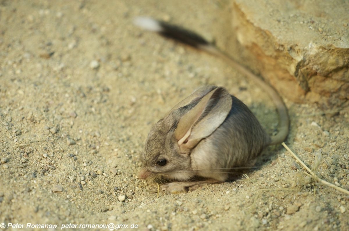 Земляной заяц Тарбаганчик