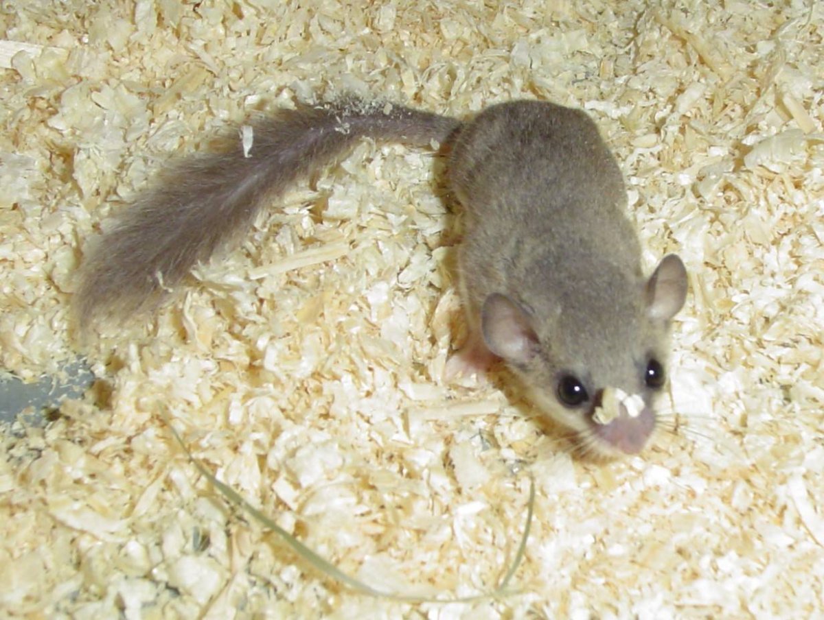 Соня полчок животное