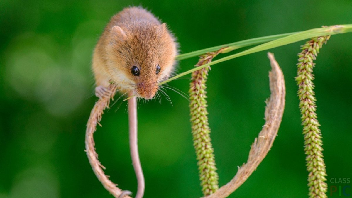 Голубая орешниковая Соня