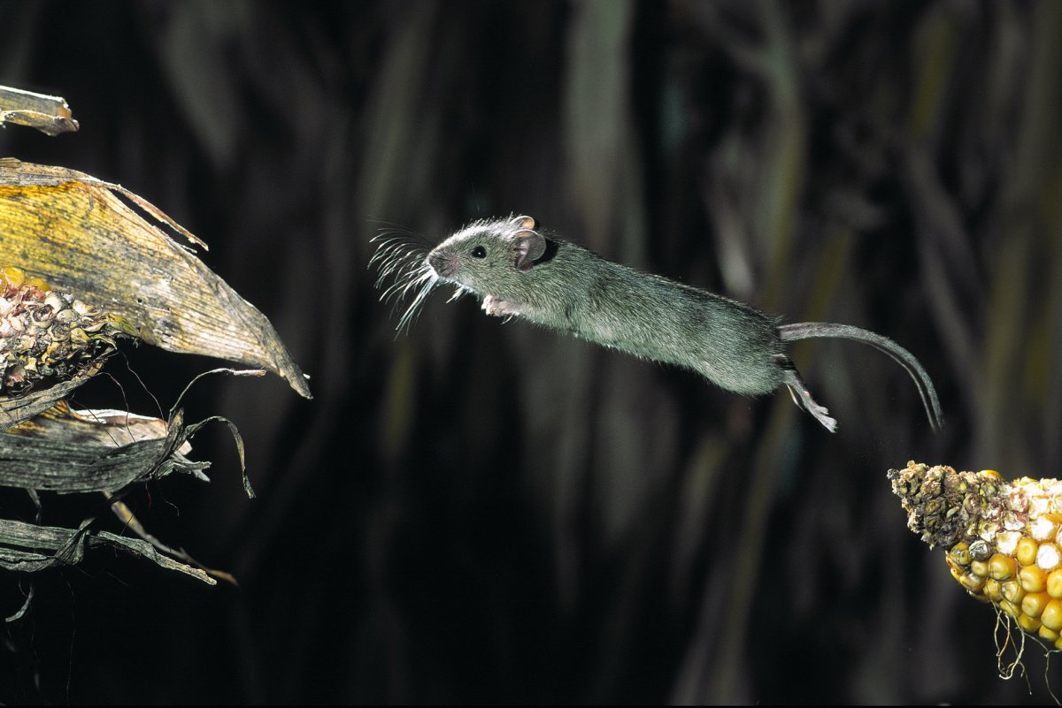 Мышь прыгает