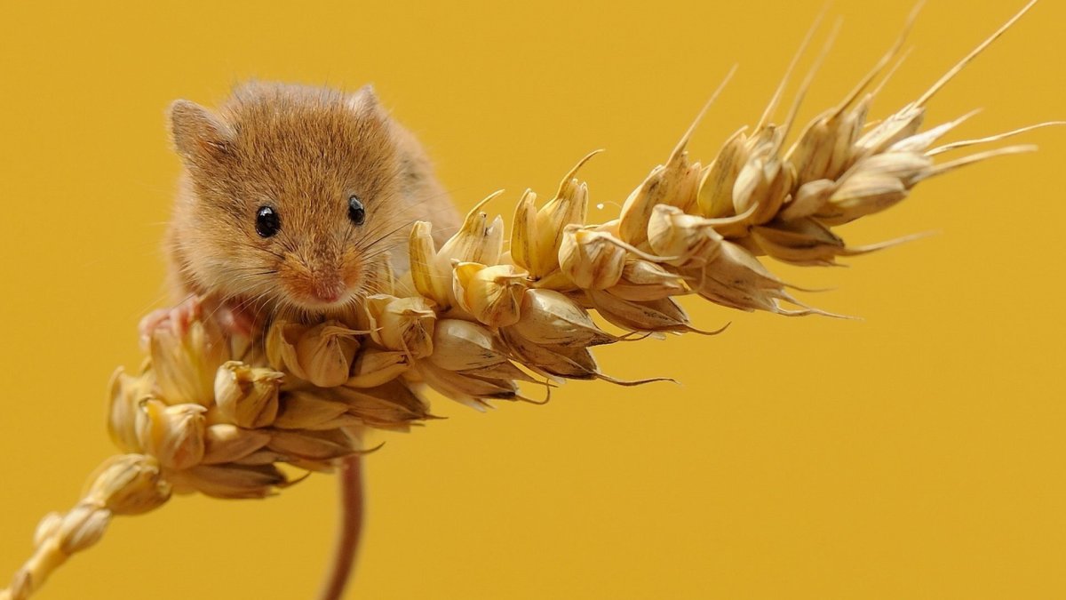 Мышка с колоском