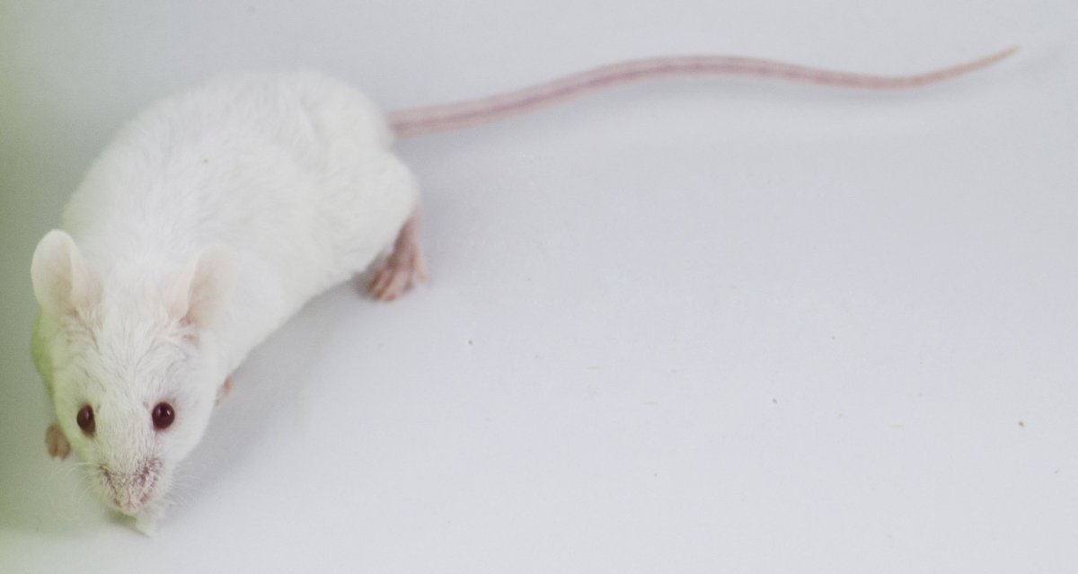 Крыса рекс альбинос