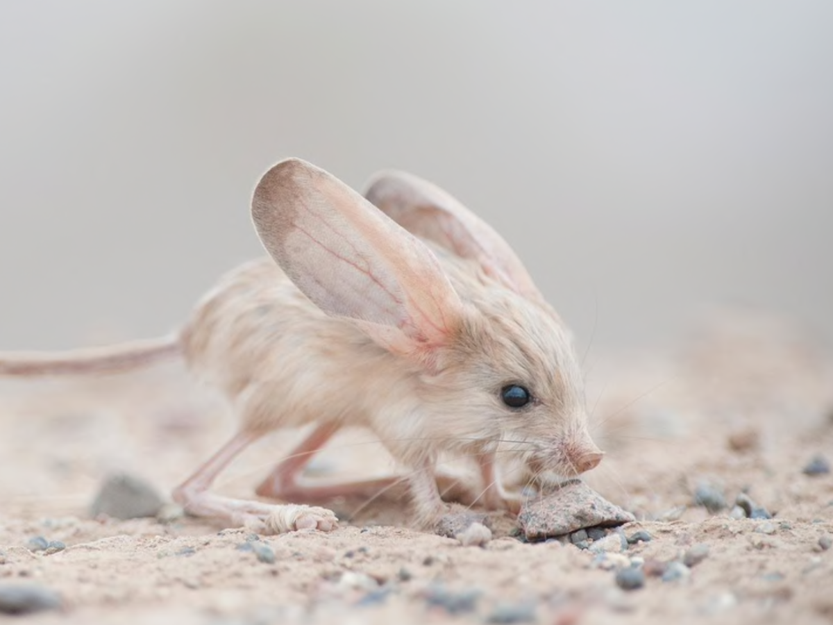 Длинноухий тушканчик