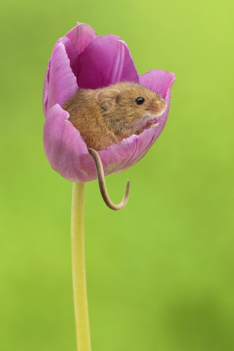 Гнездо мыши малютки