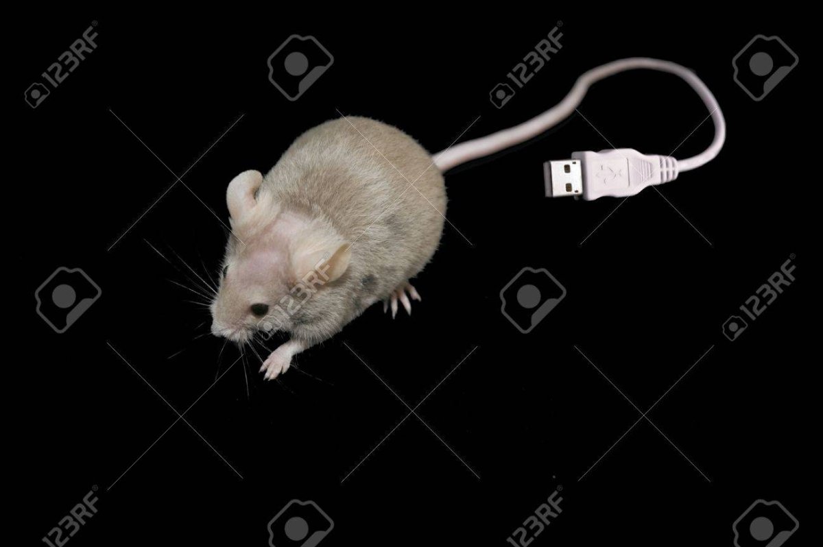 Мышиный хвост