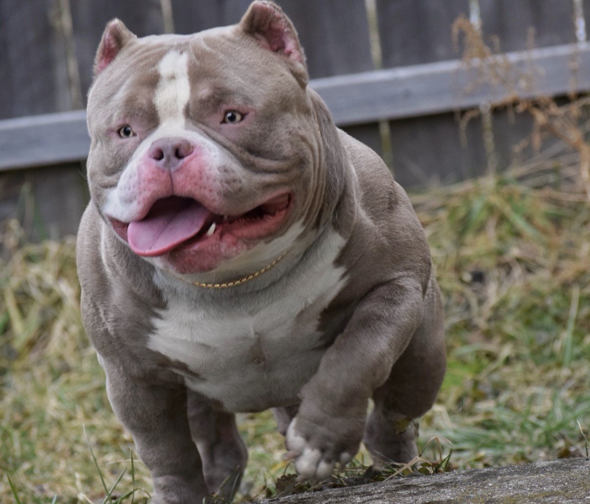 Американский булли покет Pocket