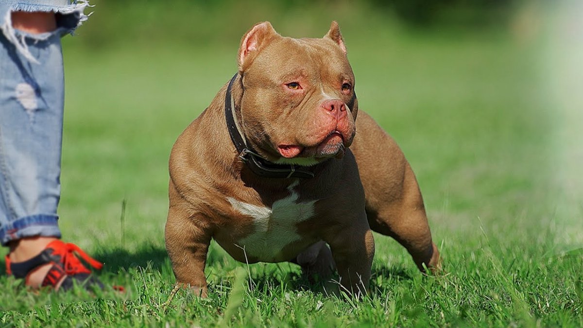 Американский булли питомник