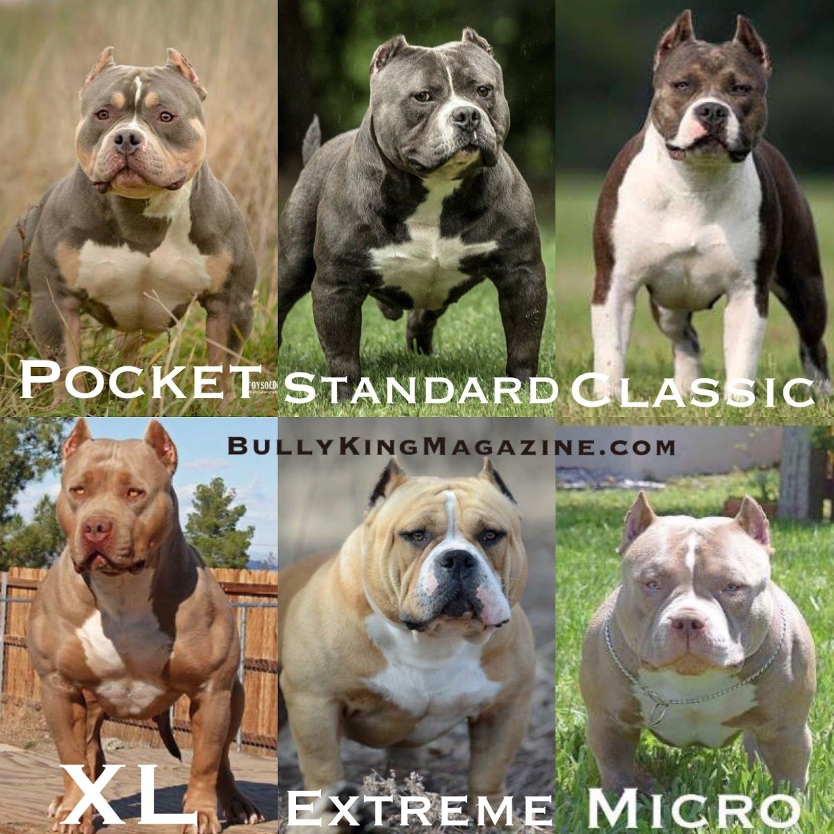 Американский булли покет стандарт