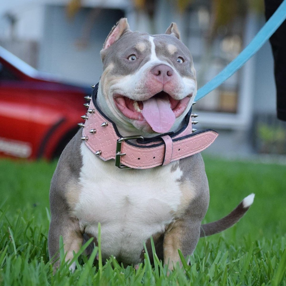 Американский булли поке