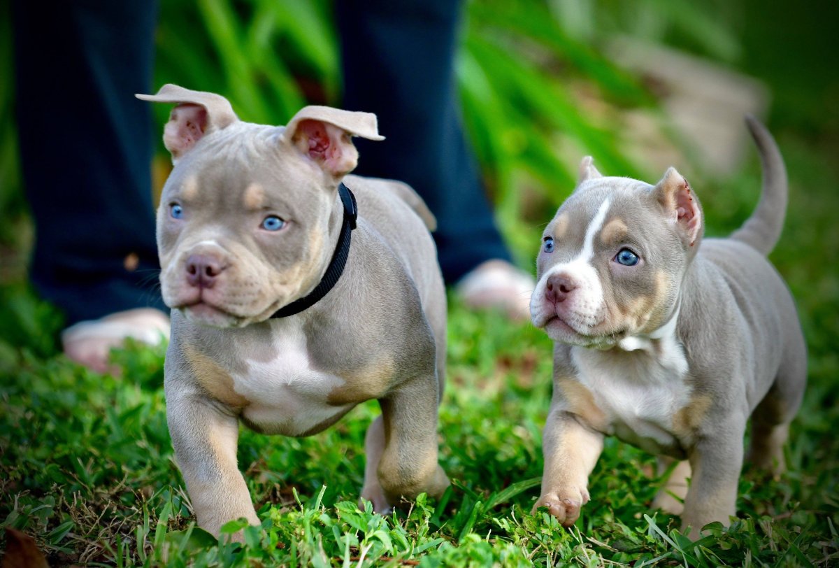 Американский булли покет