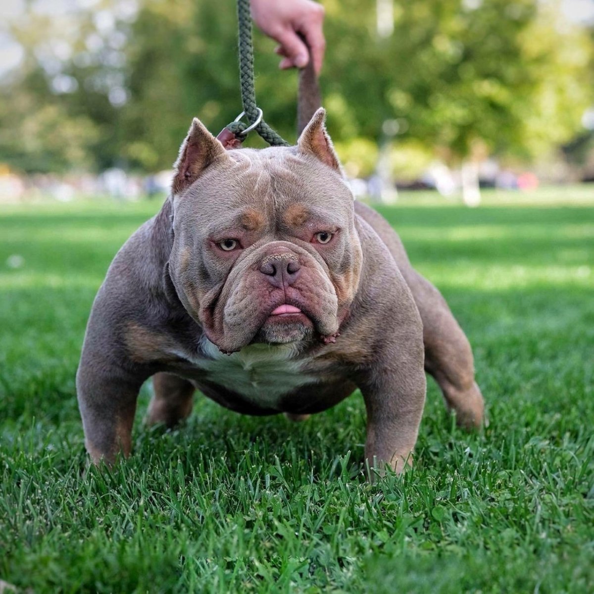 Булли экзот