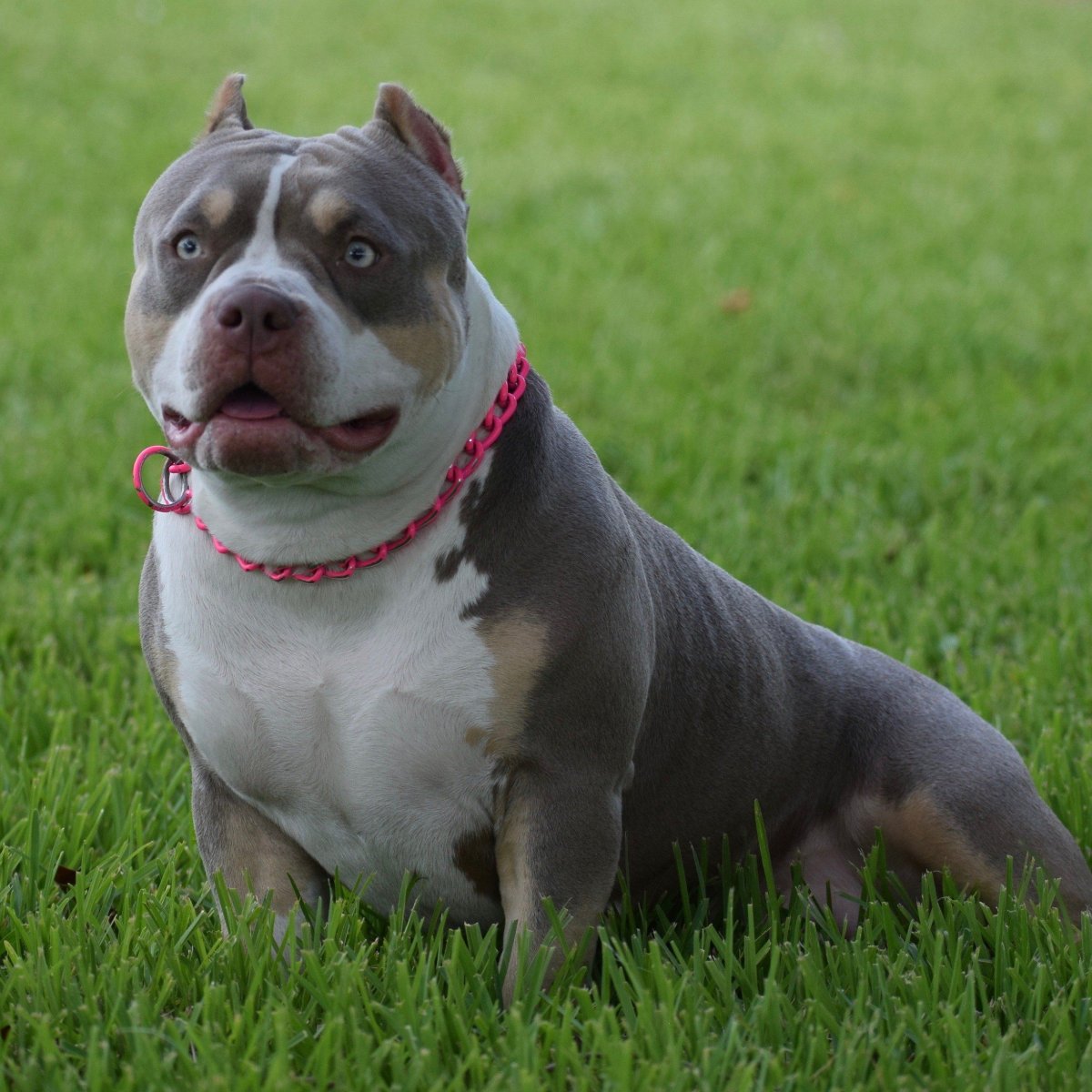 Английский булли