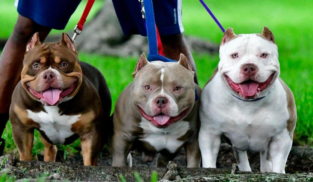 Собака американский булли
