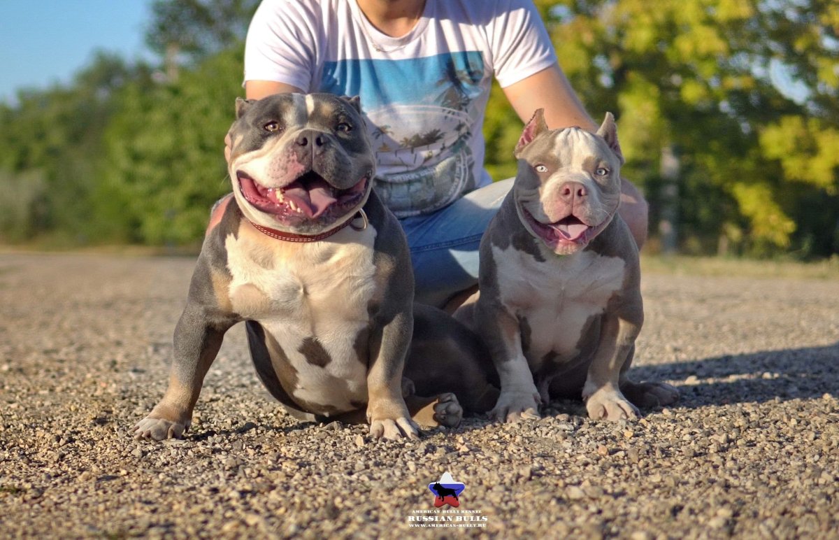 Американский булли Медиум