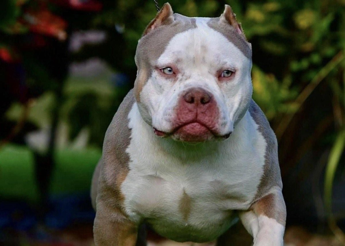 Американский булли микро