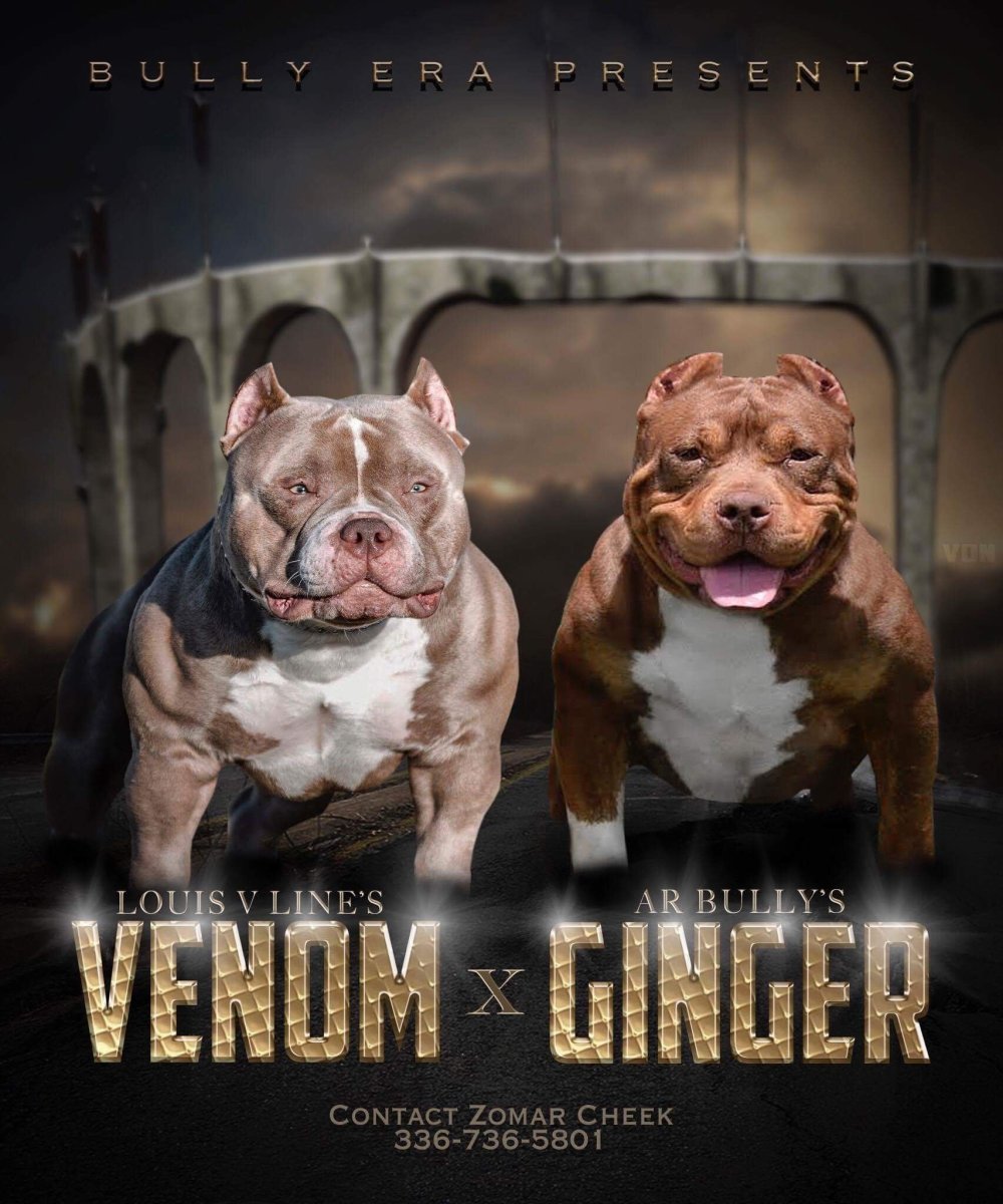 Американский булли и питбуль отличия