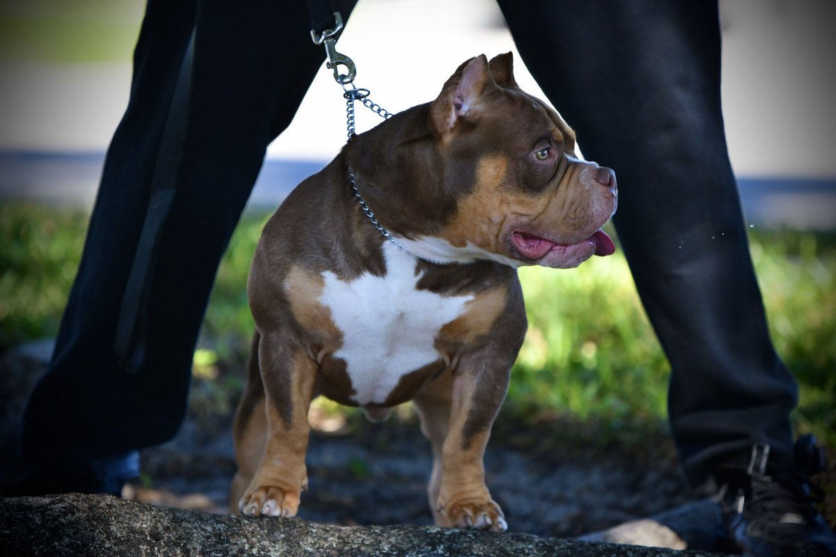 Американский булли покет