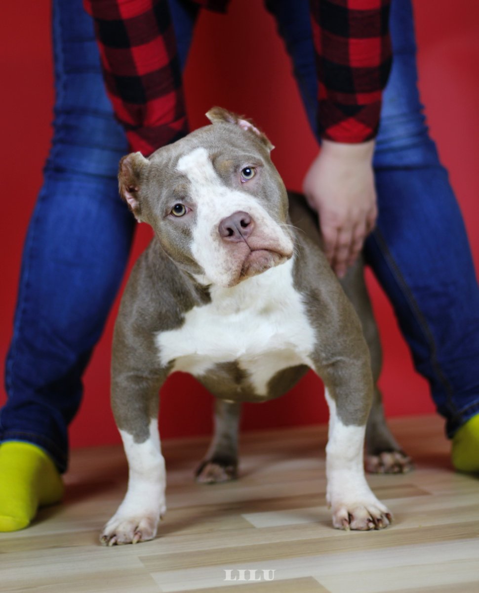 Американский булли стандарт