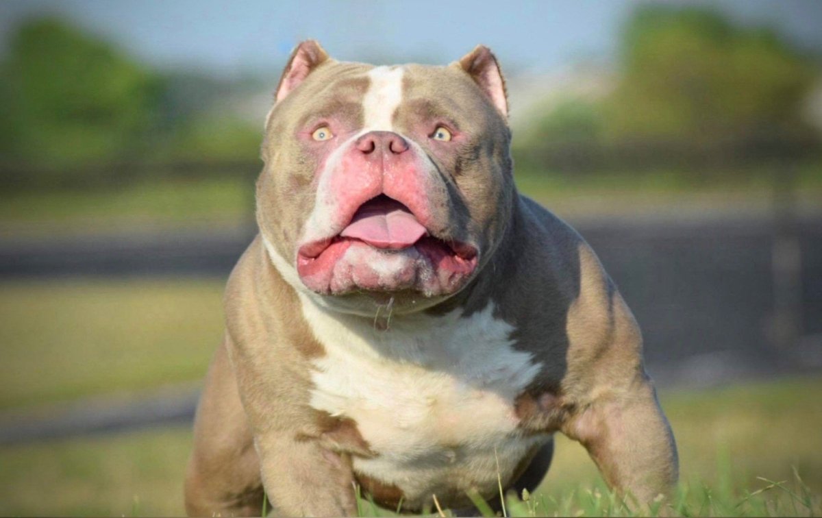 Собака американский булли
