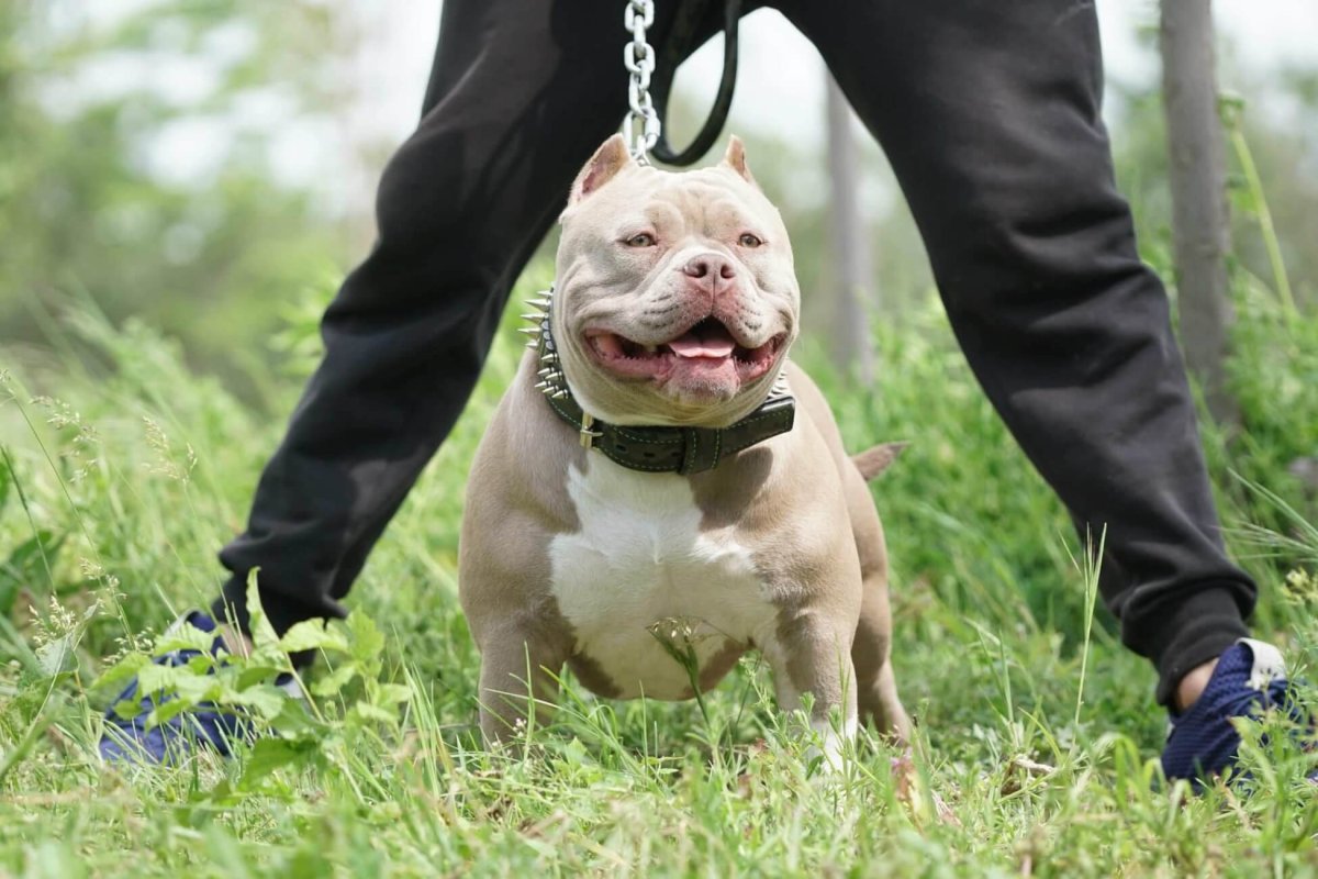 Булли покет собака американский булли