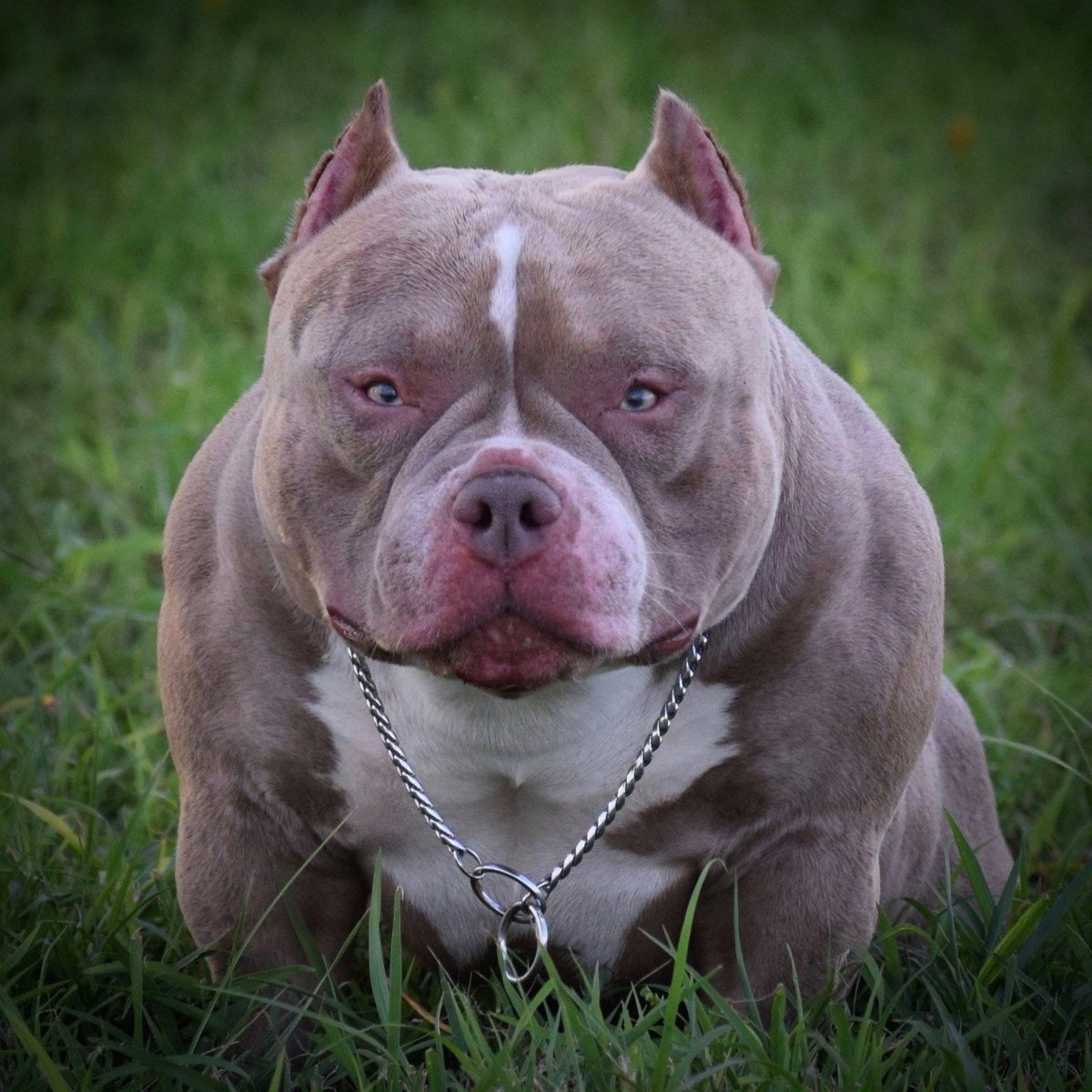 Американский булли покет