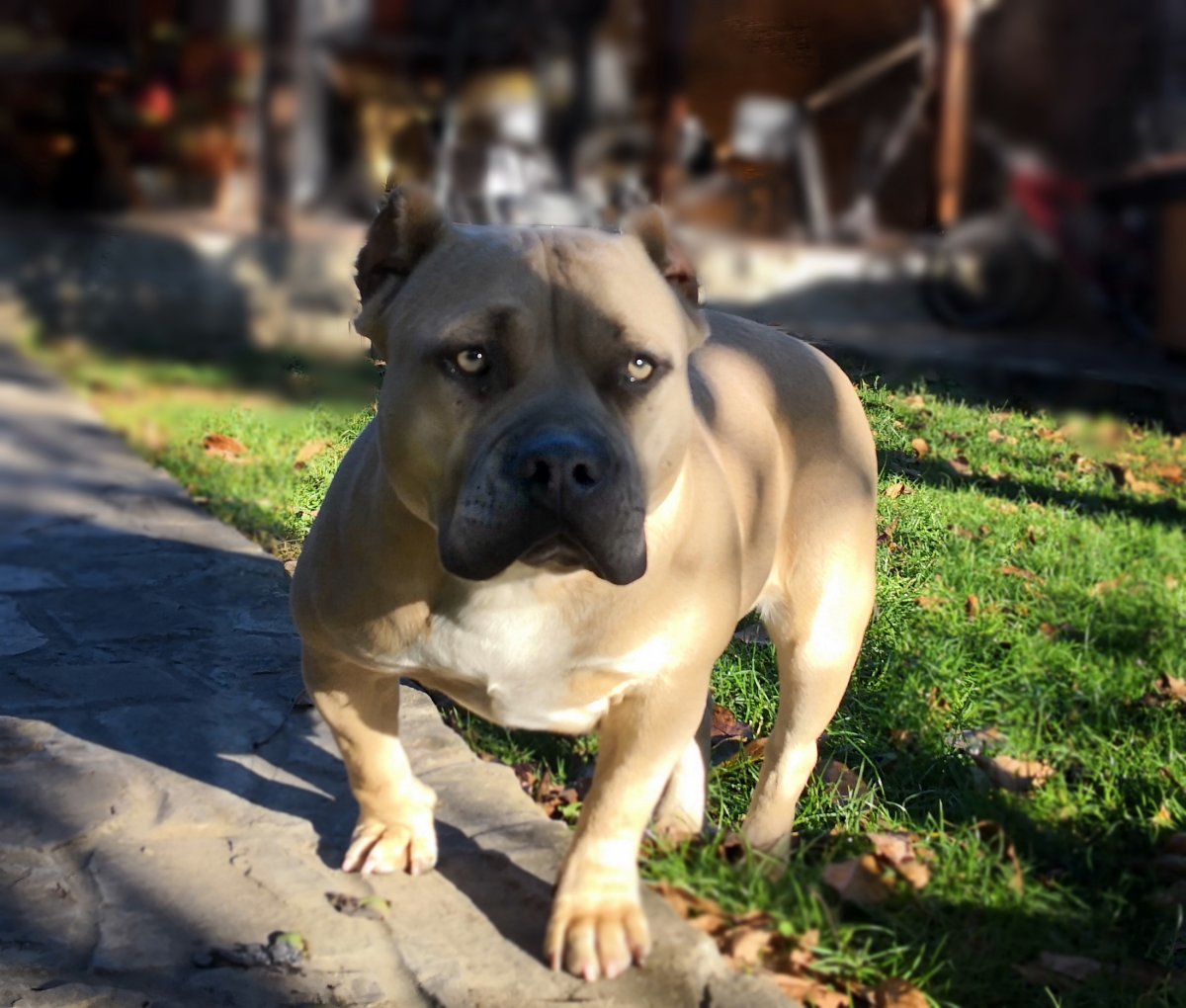 Булли палевый