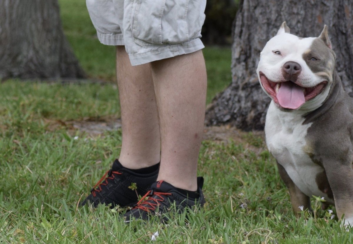 Американский булли покет Pocket