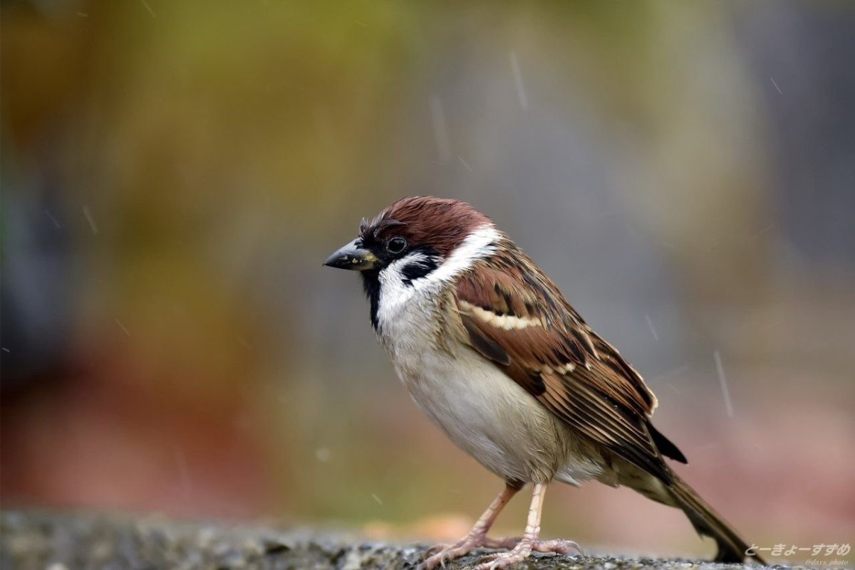 Черный Воробей