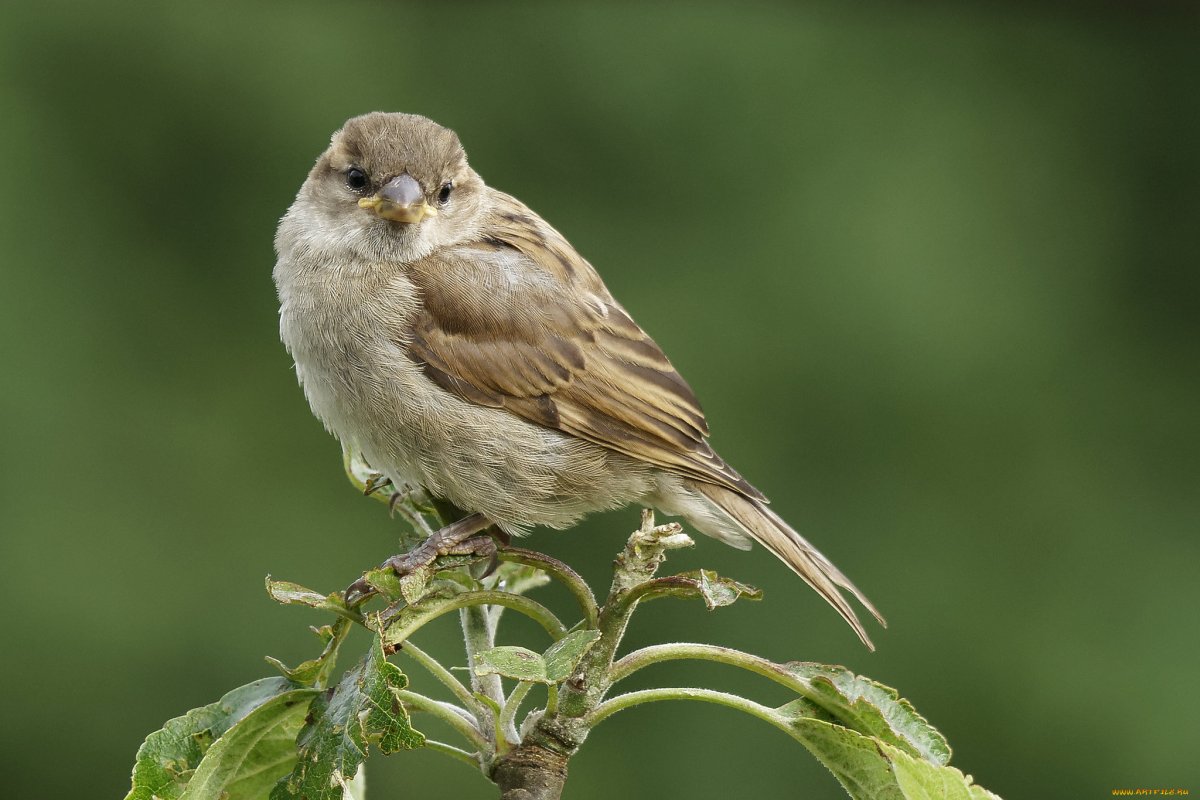Обои настенные воробьи