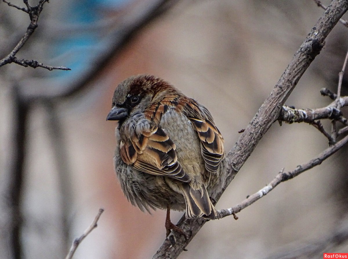 Лесной Воробей