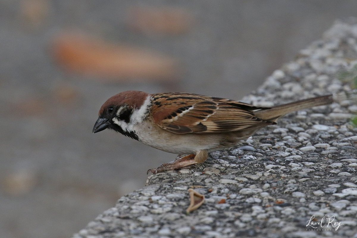 Полевой Воробей биоиндикатор