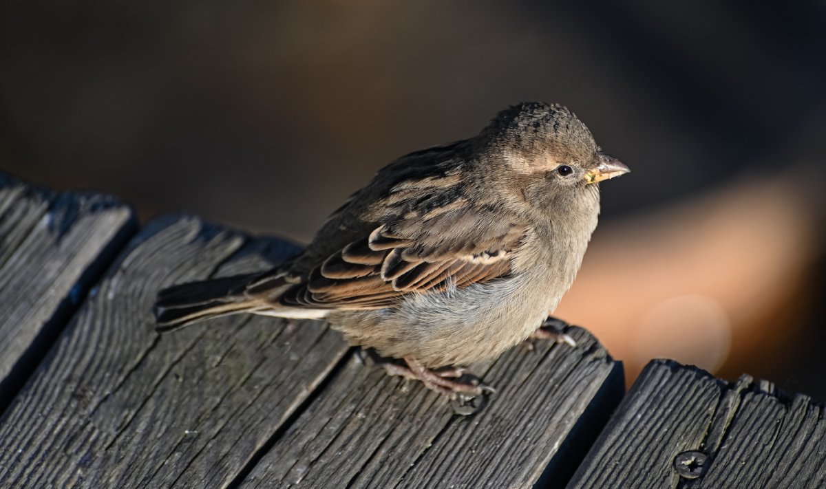 Воробей обыкновенный