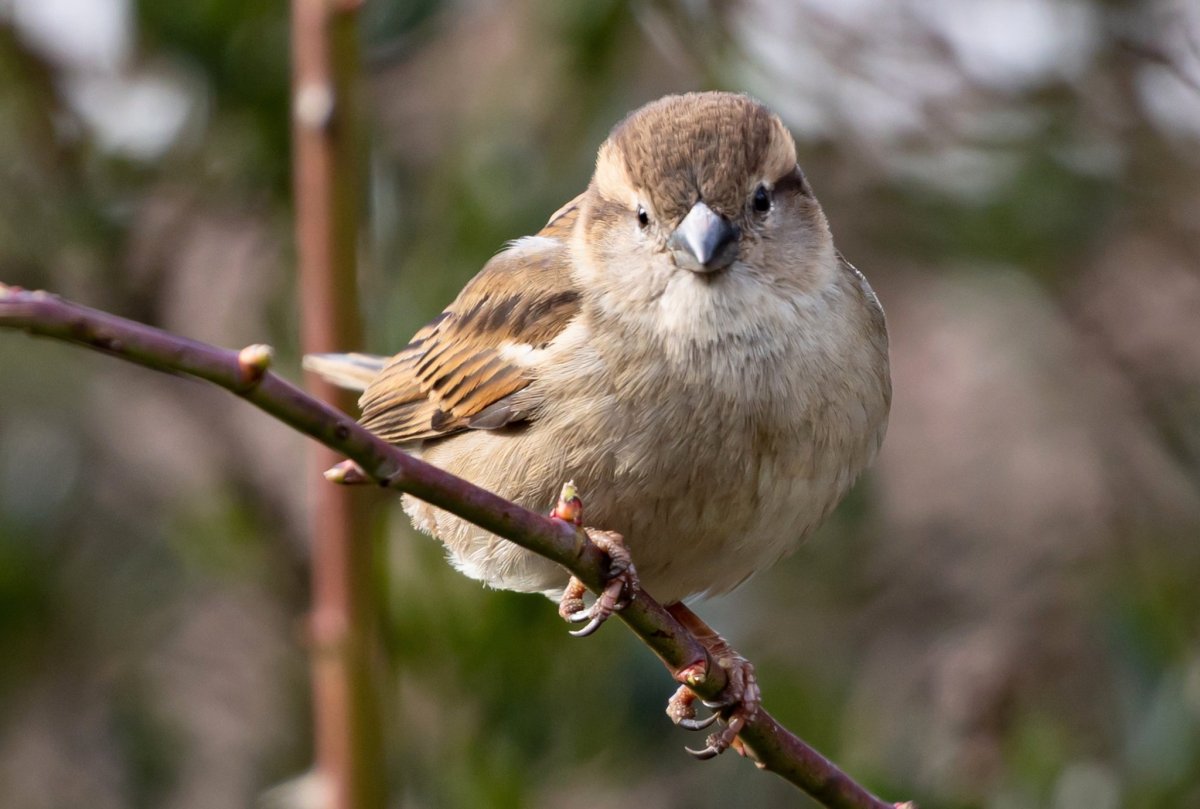 Воробей женский