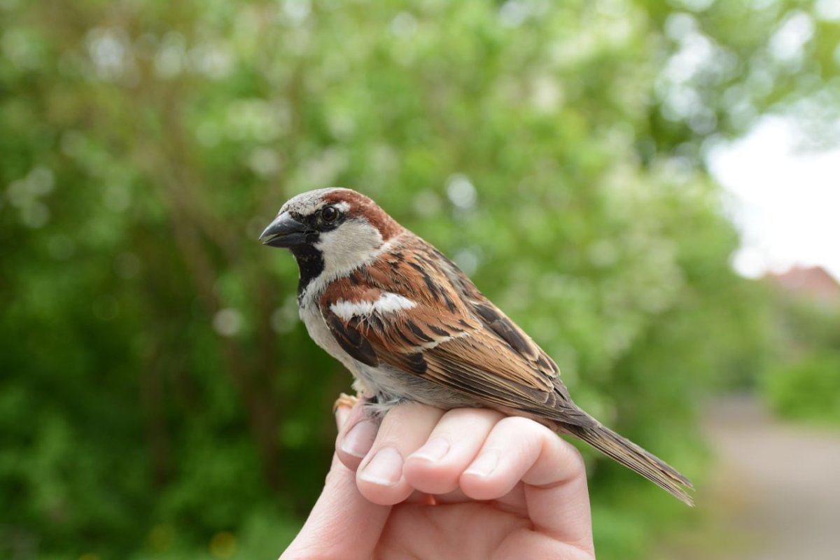 Воробьи вымирают