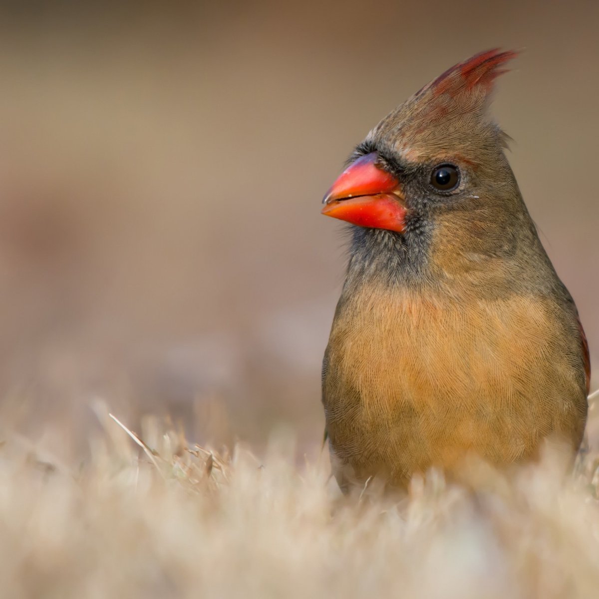 Птичка Воробей с хохолком