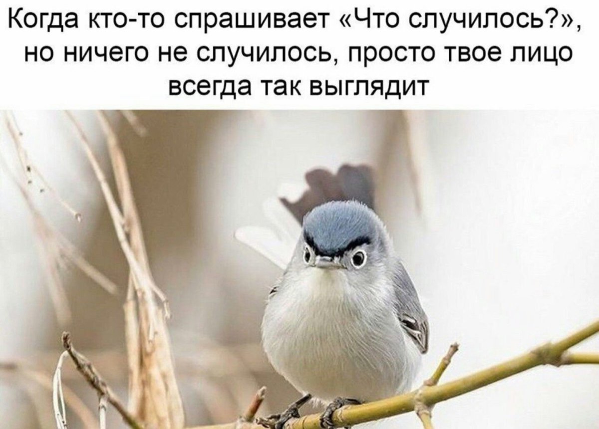 Прикольные птицы