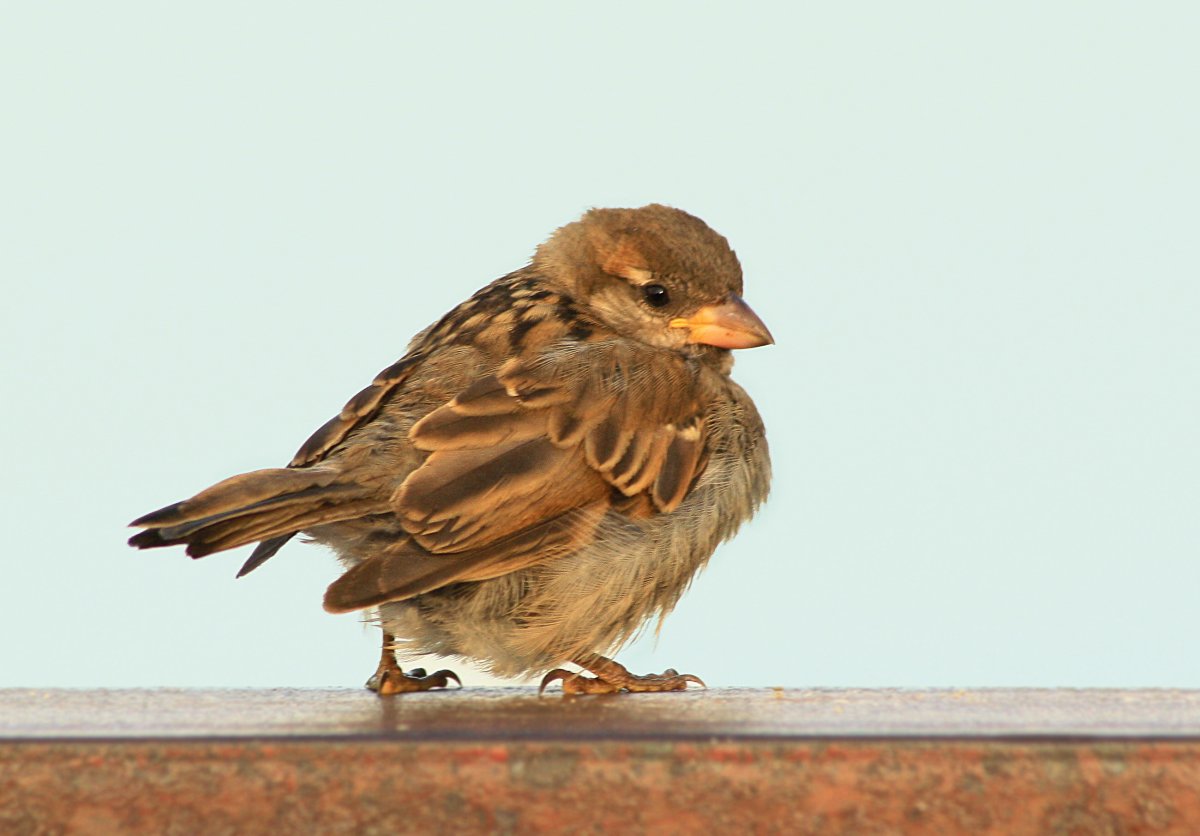 Детский дом Воробушек ковров