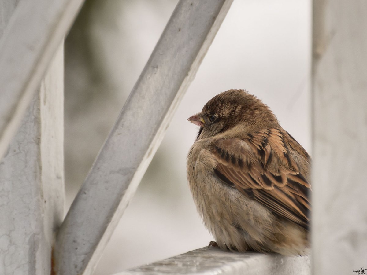 Воробьиные язычки