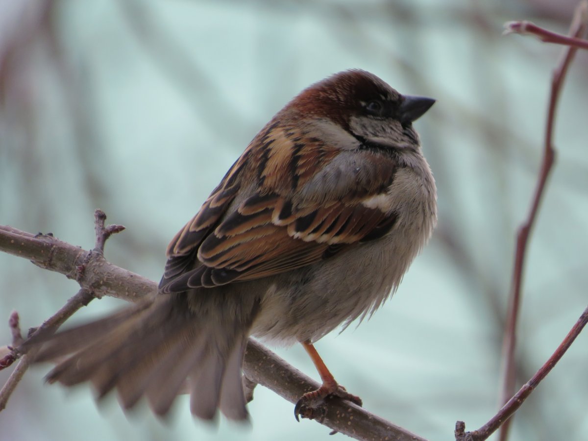 Воробей птица Комсомольск-на-Амуре