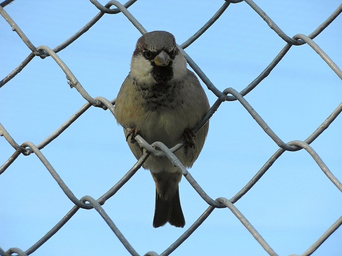 Вольные птицы МС