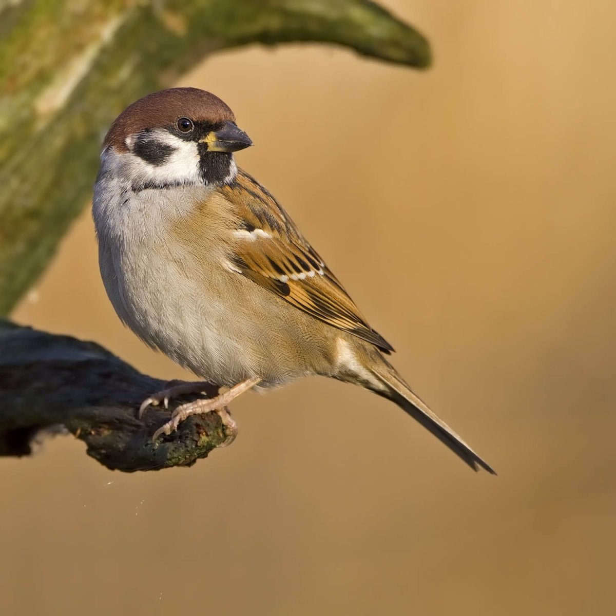 Животные птица Воробей