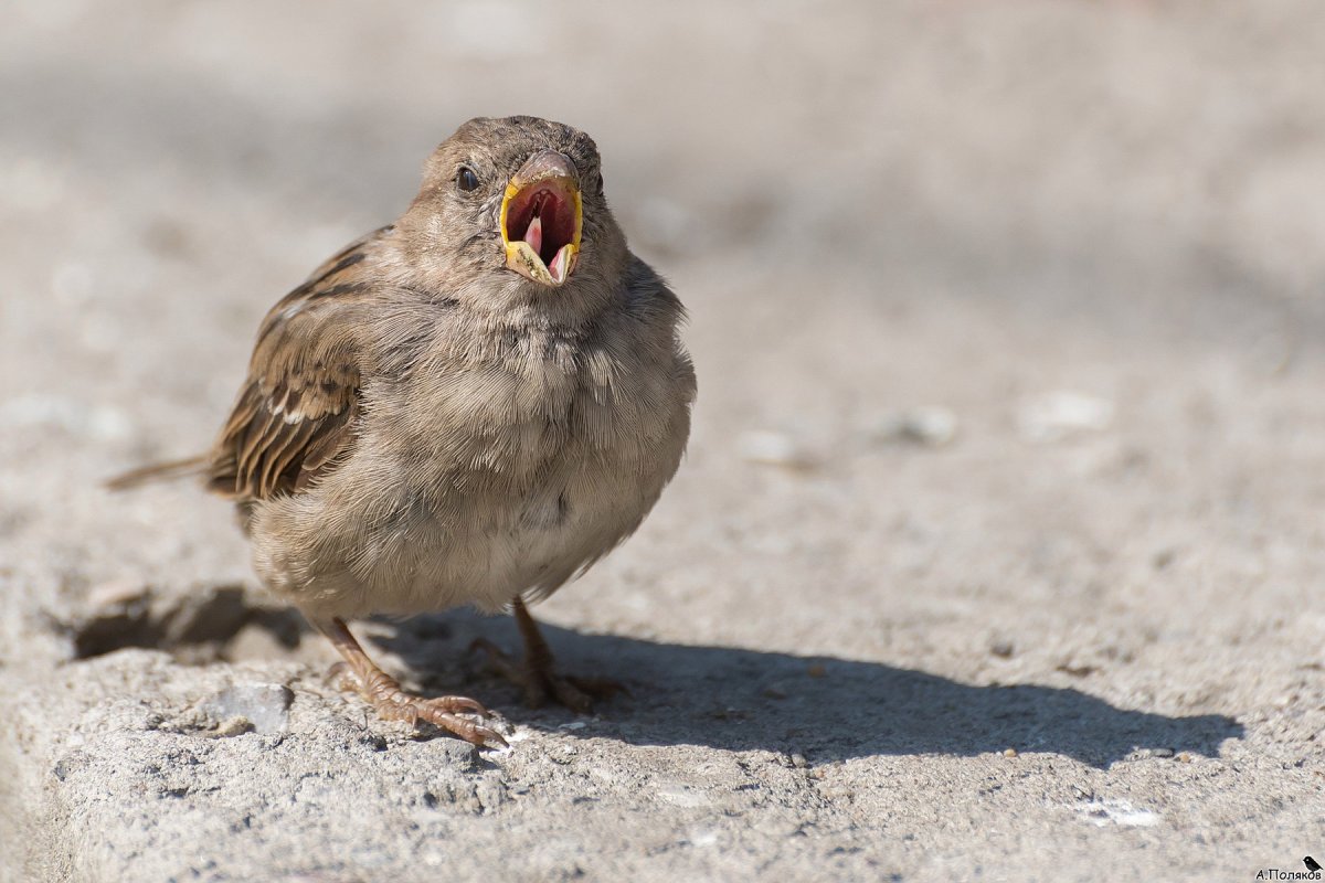 День воробья