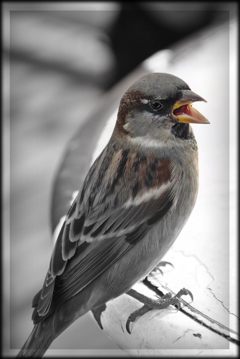 Насекомоядные птицы Воробей