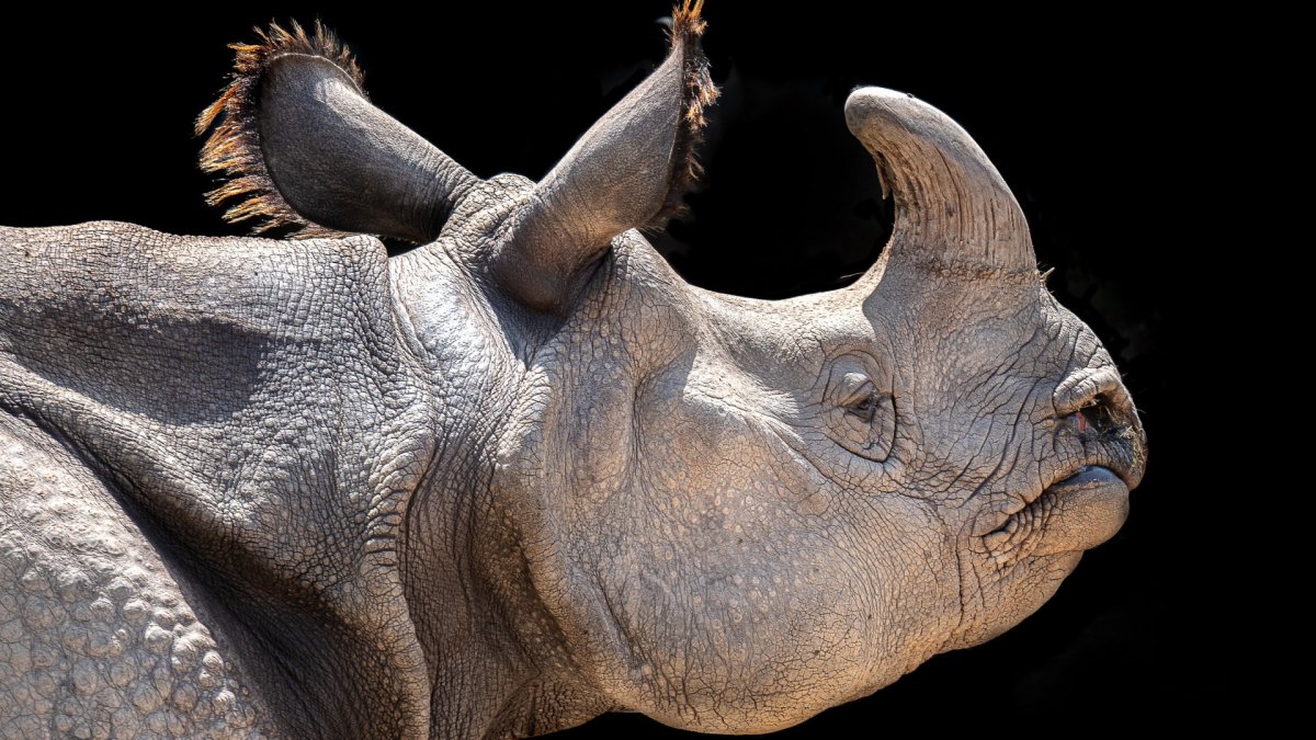 Непарнокопытные млекопитающие копыта носорога